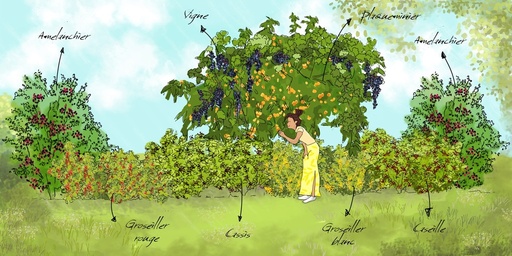 [PACKS DE HAIES] Le pack prêt-à-planter de 'La haie gourmande'