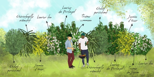 [PACKS DE HAIES] Le pack prêt-à-planter de 'La haie persistante'