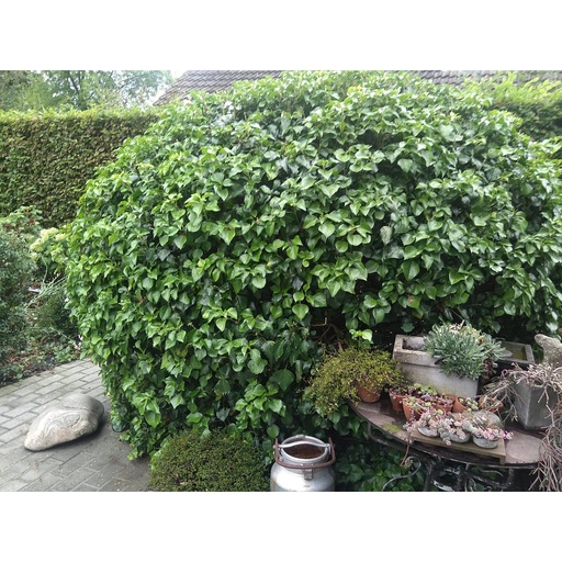 [PERSISTANTS] Lierre arbustif -  jeune plant 1/2 ans