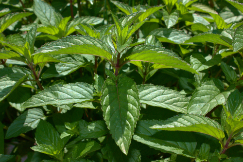 [HERBACÉES] Menthe 'Chocolat' - jeune plant 1 an