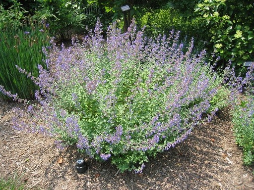 [HERBACÉES] Menthe à chat - jeune plant 1 an