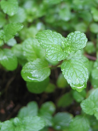 [HERBACÉES] Menthe Marocaine - jeune plant 1 an
