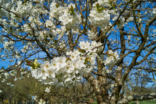 [ARBRES] Merisier -  jeune plant de 2 ans