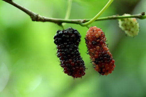 [FRUITIERS] Mûrier 'Milanowek' à gros fruits - jeune plant 1/2 ans