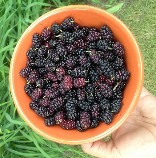 [FRUITIERS] Mûrier 'Shin-Tso' - jeune plant 1 an