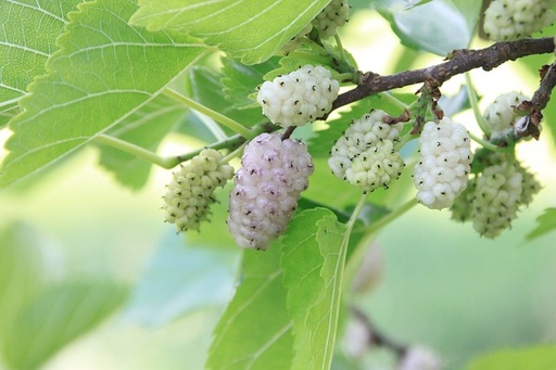 [FRUITIERS] Mûrier blanc - jeune plant 2 ans