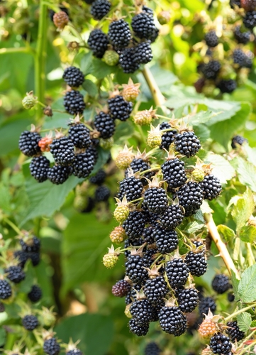 [HERBACÉES] Mûrier sans épine 'Triple Crown' - jeune plant 1/2 ans