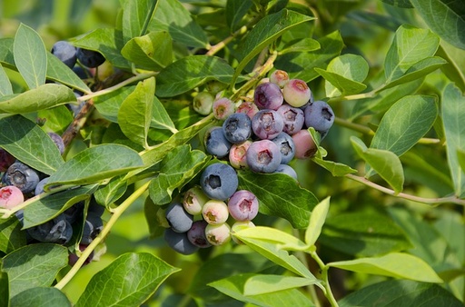 Myrtille 'Blue Gold' - jeune plant 1 an