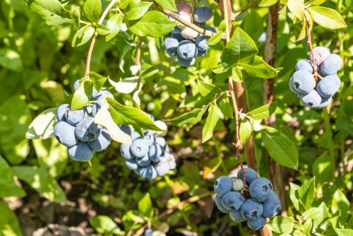 [ARBUSTES] Myrtille 'Legacy' - jeune plant 1 / 2 ans