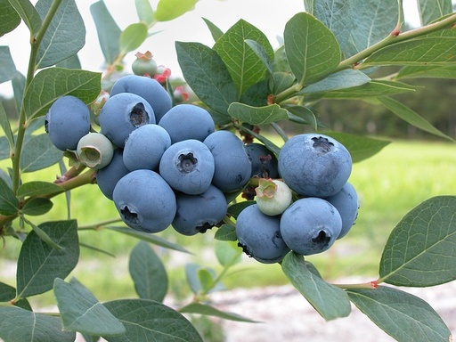 Myrtille 'Bluecrop' -  jeune plant 1 / 2 ans