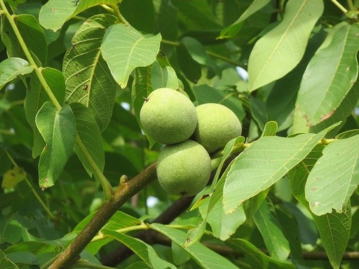 [FRUITIERS] Noyer commun -  jeune plant de 2/3 ans