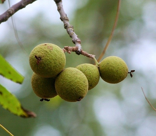 [FRUITIERS] Noyer noir -  jeune plant de 2 ans