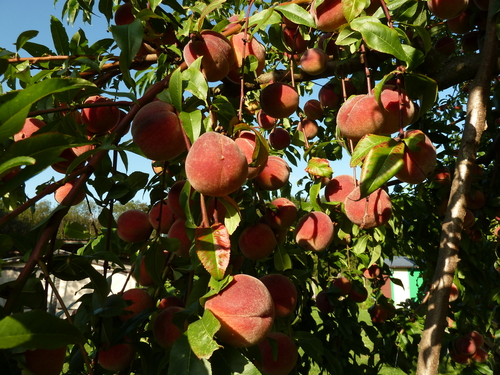 [FRUITIERS] Pêcher 'Reine des Vergers' - scion