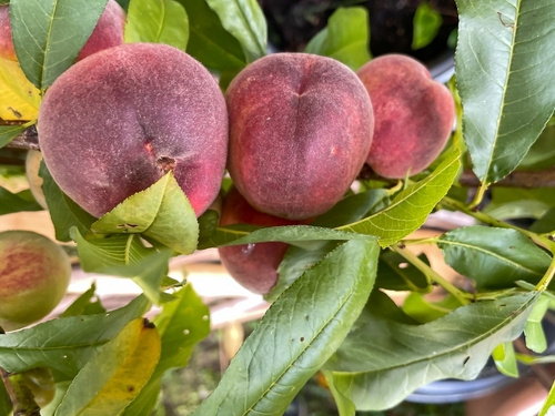 [FRUITIERS] Pêcher 'Sanguine de Haute Savoie' - scion
