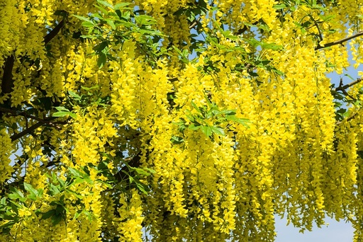 [FIXATEURS D'AZOTE] Pluie d'or - jeune plant 2 ans
