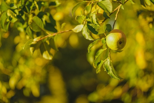 [FRUITIERS] Pommier 'Calville Roi' - scion