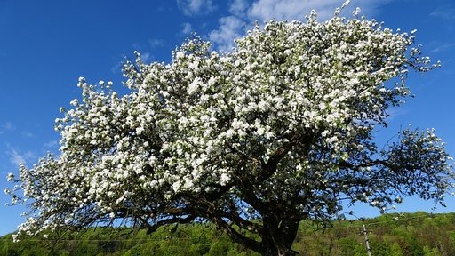 Pommier franc - jeune plant 2 ans