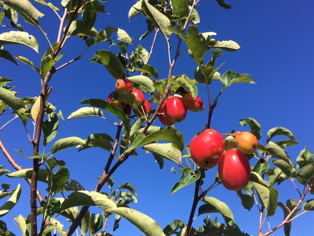 Pommier géant du kazakhstan - scion