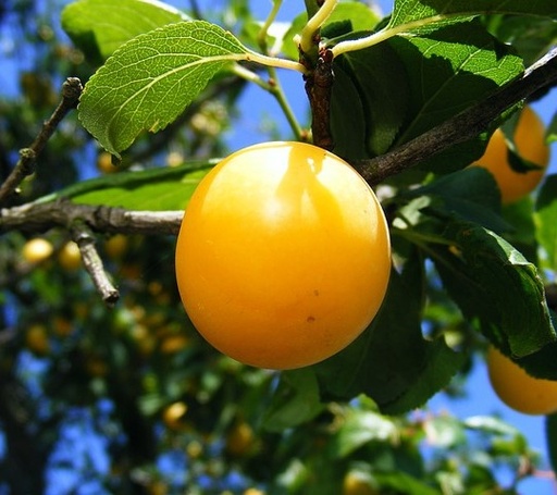[FRUITIERS] Prunier 'Golden Japan' - scion