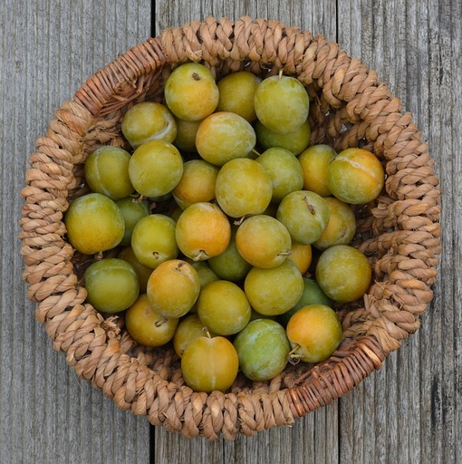 [FRUITIERS] Prunier 'Reine Claude dorée' - scion