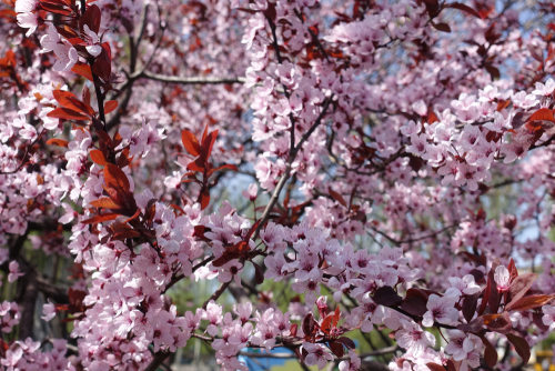 [ARBRES] Prunier à fleurs Myrobolan - jeune plant de 2 ans