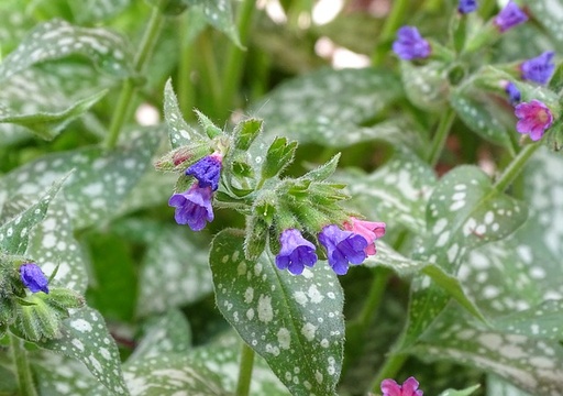 [HERBACÉES] Pulmonaire officinale - jeune plant 1 an 