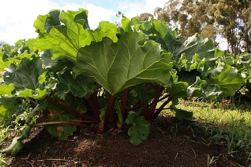 [HERBACÉES] Rhubarbe 'Victoria' -  jeune plant de 1 an