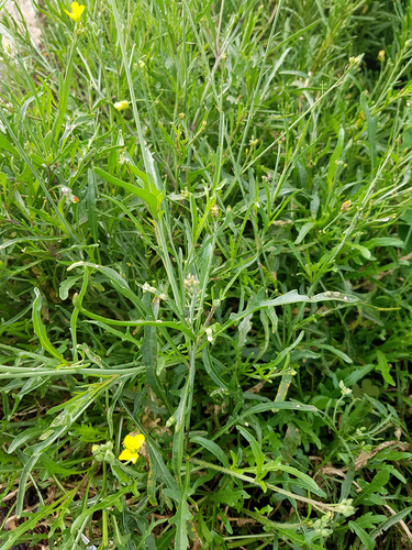 [HERBACÉES] Roquette vivace - jeune plant 1 an