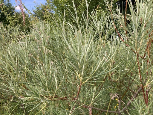 [ARBRES] Saule à feuilles de romarin - jeune plant 2 ans