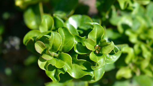 [PERSISTANTS] Troène japonais à feuilles de Camelia - jeune plant 2 ans
