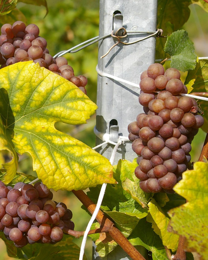 [LIANES] Vigne de table 'Rosina' - jeune plant de 1/2 ans