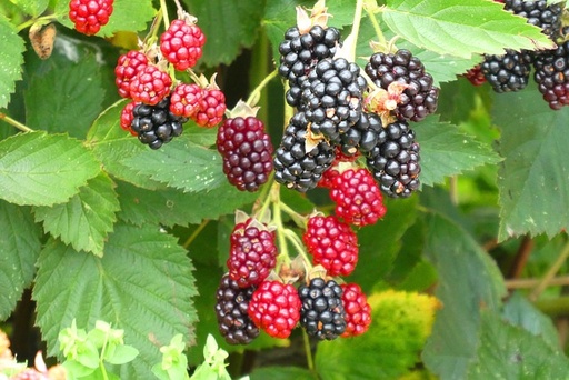 [HERBACÉES] Mûrier sans épines 'Black Satin' - godet - jeune plant 1/2 ans