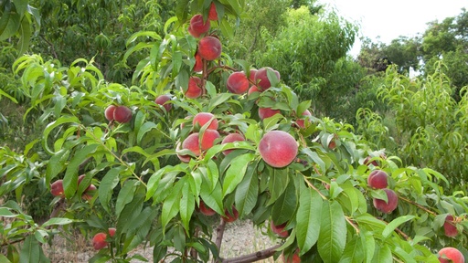 Pêche de vigne à chair rouge - jeune plant 1/2 ans