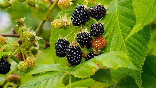 [HERBACÉES] Mûrier sans épine 'Thornfree' - jeune plant 1/2 ans