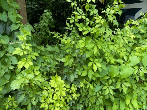 [ARBUSTES] Ginseng sibérien - godet - jeune plant 1/2 ans