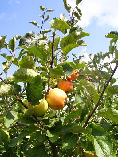[FRUITIERS] Pommier 'Beaurichard' - scion