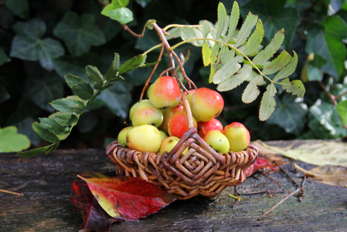 [FRUITIERS] Pomme poire 'Shipova' - jeune plant de 1/2 ans