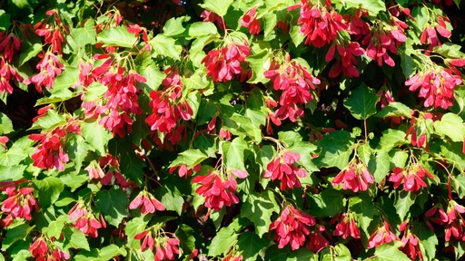 [ARBRES] Érable du fleuve d'amour - Acer tataricum - conteneur - jeune plant de 2 ans