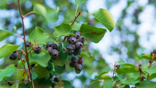[ARBUSTES] Amelanchier à feuilles d'aulne 'Sleyt' - jeune plant de 1/2 ans