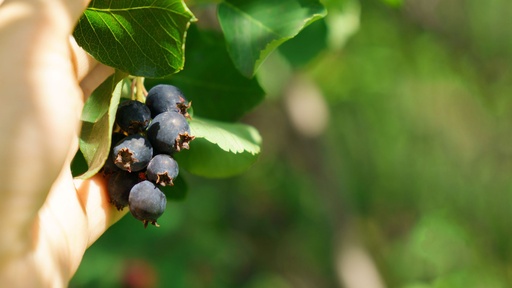[ARBUSTES] Amelanchier à feuilles d'aulne 'Smokey' - jeune plant de 1/2 ans