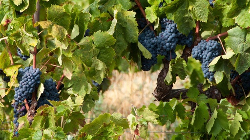 [LIANES] Vigne de table 'Maréchal Foch' - jeune plant 1/2 ans 