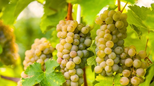 [LIANES] Vigne de variété ancienne 'Baco blanc' - jeune plant de 1 / 2 ans