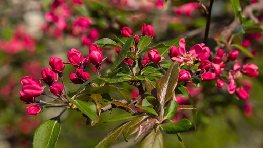 [FRUITIERS] Pommier 'Prairie Fire' - jeune plant 2 ans