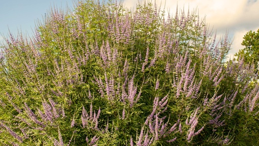 [ARBUSTES] Poivrier des moines à fleurs roses - Gattilier -  jeune plant 1/2 ans
