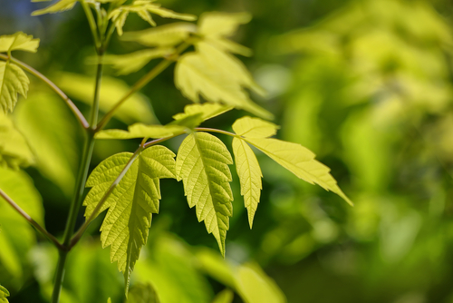 [ARBRE] Érable à feuilles de frêne - Acer negundo - conteneur - jeune plant de 2 ans