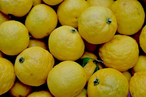[FRUITIER] Citron Yuzu - conteneur - jeune plant 1 an