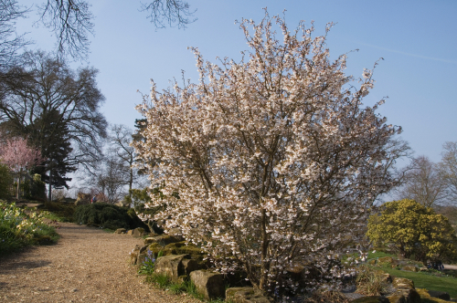 [ARBUSTE] Cerisier à fleurs 'Kojo-no-mai' - conteneur - jeune plant de 1/2 ans