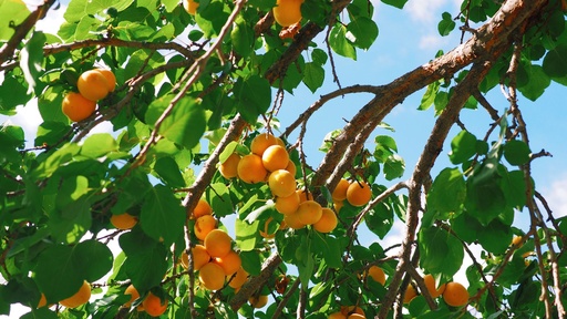 [FRUITIERS] Abricotier 'Tardif de Tarbes - scion