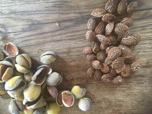 [FRUITIERS] Amandier 'Robijn' - scion