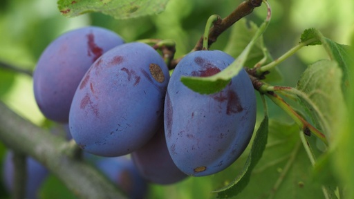 [FRUITIERS] Prunier 'Mr Hatif' - scion